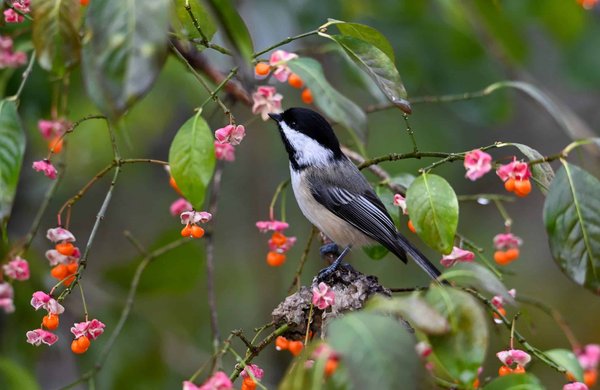 What Are the Environmental Impacts of Increasing Hobby Drone Usage?