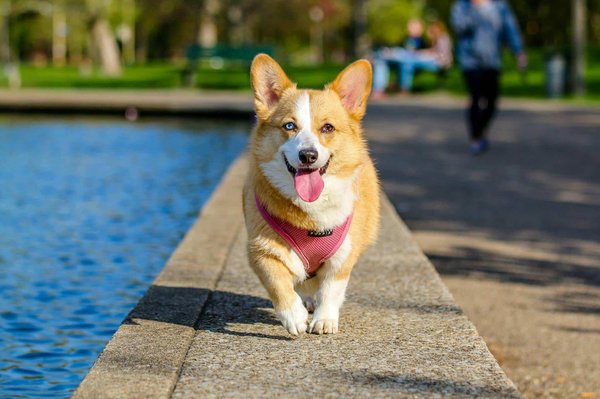 How to Safely Navigate Off-Leash Areas with Your Dog?
